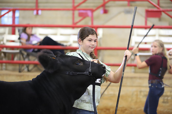 EastTexasStateFair-BritishHeiferShowmanship-67