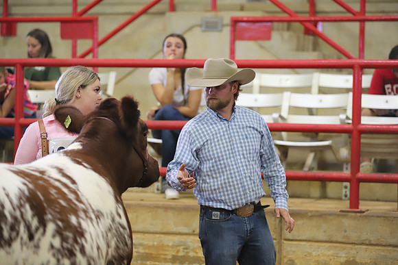 EastTexasStateFair-BritishHeifers-016