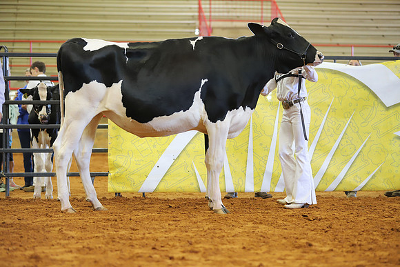 East Texas State Fair - Dairy Show-312
