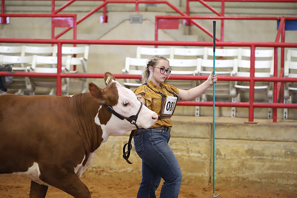 EastTexasStateFair-BritishHeiferShowmanship-13