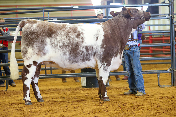EastTexasStateFair-BritishHeiferShowmanship-62