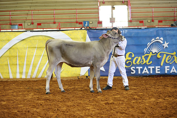 East Texas State Fair - Dairy Show-385
