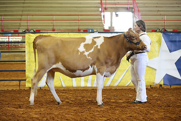 East Texas State Fair - Dairy Show-408