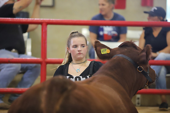 EastTexasStateFair-BritishHeifers-018