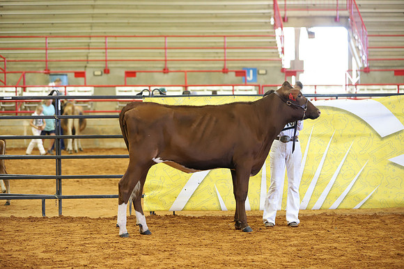 East Texas State Fair - Dairy Show-229