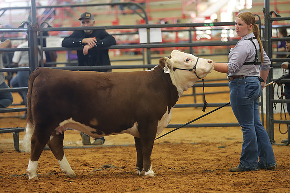 EastTexasStateFair-BritishHeiferShowmanship-08