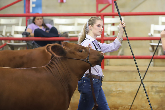 EastTexasStateFair-BritishHeiferShowmanship-15