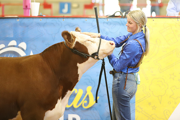 East Texas State Fair - Steer Show-094