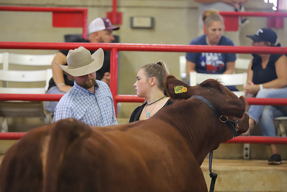 EastTexasStateFair-BritishHeifers-015