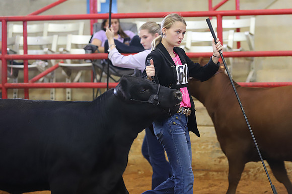 EastTexasStateFair-BritishHeiferShowmanship-17