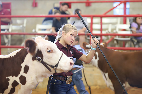 EastTexasStateFair-BritishHeiferShowmanship-65