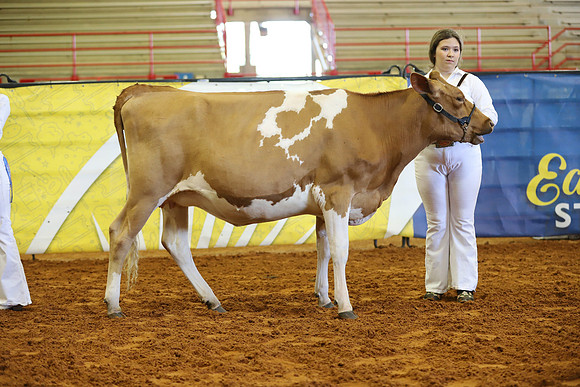 East Texas State Fair - Dairy Show-388