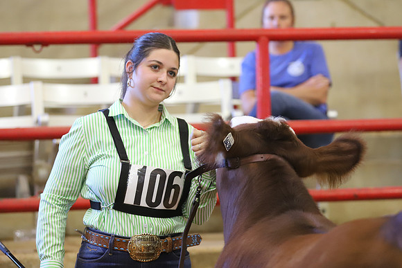 East Texas State Fair - Steer Show-111