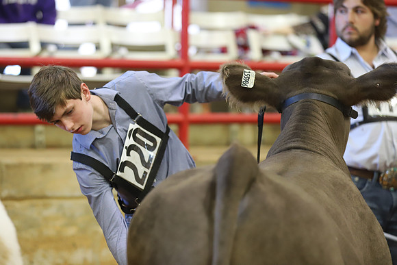 East Texas State Fair - Steer Show-075