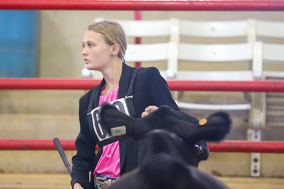 EastTexasStateFair-BritishHeiferShowmanship-34