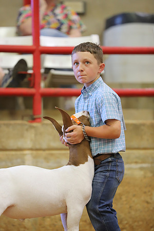 East Texas State Fair - Goat Show-115