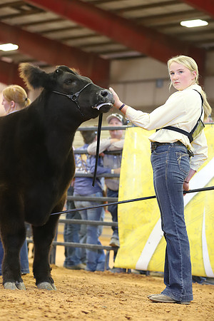 East Texas State Fair - Steer Show-119
