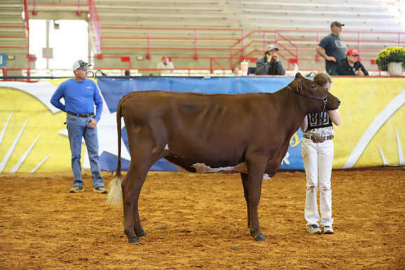 East Texas State Fair - Dairy Show-211