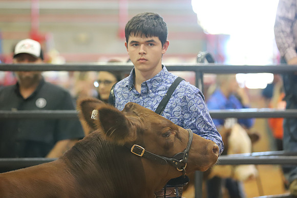 East Texas State Fair - Steer Show-109