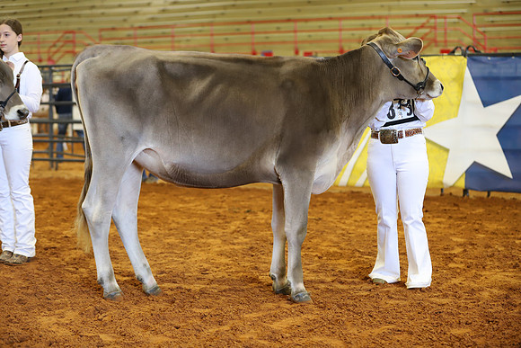 East Texas State Fair - Dairy Show-348