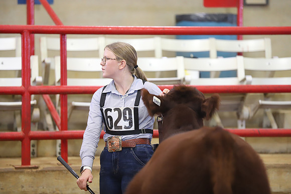 EastTexasStateFair-BritishHeiferShowmanship-48