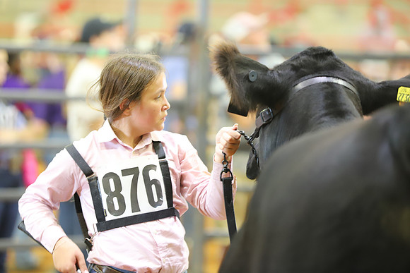 EastTexasStateFair-BritishHeiferShowmanship-57