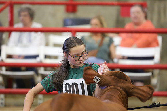 EastTexasStateFair-JBBAHeiferShowmanship-25