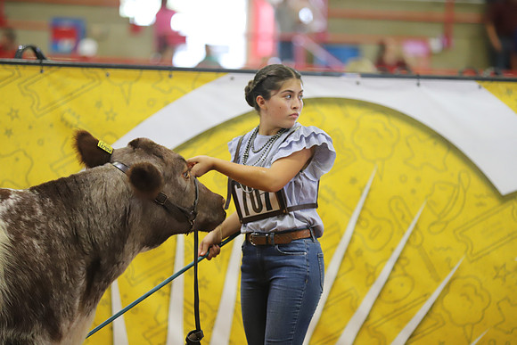 EastTexasStateFair-BritishHeifers-021