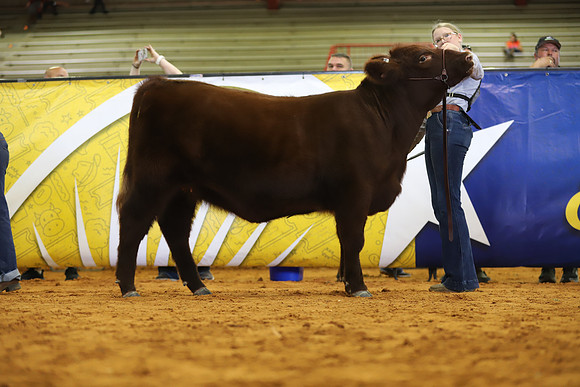 EastTexasStateFair-BritishHeifers-009